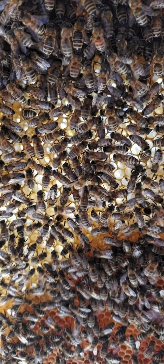 Dicht an dicht krabbelnde Bienen auf einer Wabe