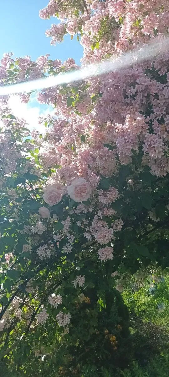 Blühende Kolkwitzie mit Rosen vor blauem Himmel