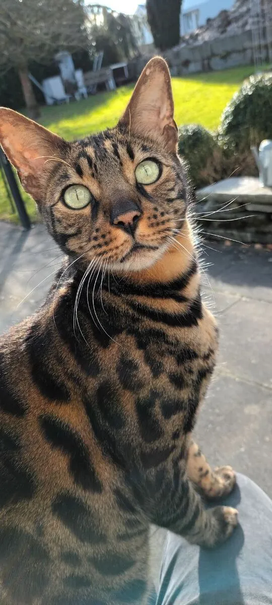 Kater Charlie sitzt draussen und blickt in die Kamera
